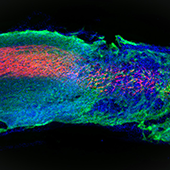 A longitudinal spinal cord section treated with the most bioactive therapeutic scaffold.